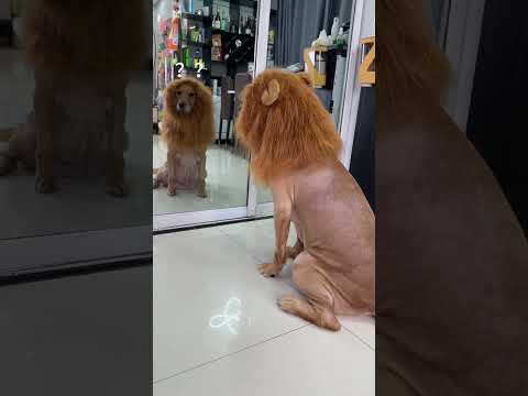 Funny animals #youtube #youtubeshorts #viral #ytshorts #animals #dog