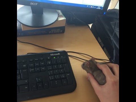 Warhammer 40000   Eternal Crusade 40+ Eldar Sneaky Scorpion at Zedek