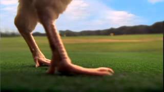 Golf Funny Commercial #106