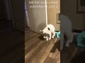 Foryoupage Cat Catsarefunny Animal Cats Crazy Funnycats Catsfighting Happycats AnimalSex
