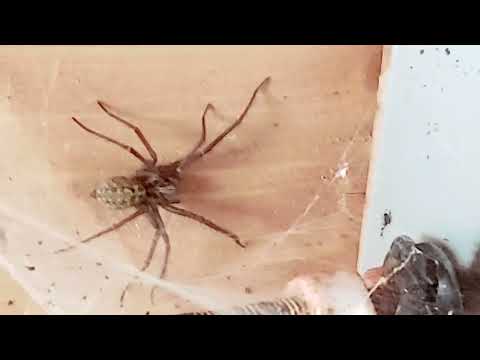 Cardinal Spider or alien