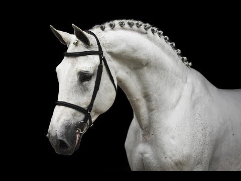 Cicero Z - Sires of the World - Mechelen