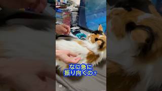 ねえねえ猫さん猫パンチするの？#cat #cute #猫パンチ
