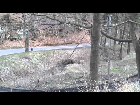 Skoda Fabia WRC J.Ptaszek D. Leśniak