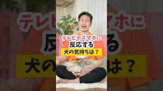 犬にとってのテレビって？#犬のいる暮らし#dog #犬
