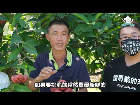 當季好吃跟我走 蓮霧篇