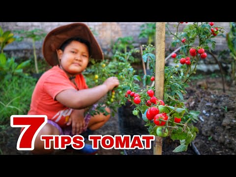 , title : 'Jangan Tanam Tomat sebelum Menyimak 7 Hal ini | Seven things to know before growing tomatoes'