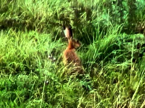 Mad March Hare takes on Tractor
