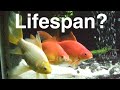Life Span Of Goldfish In Aquarium