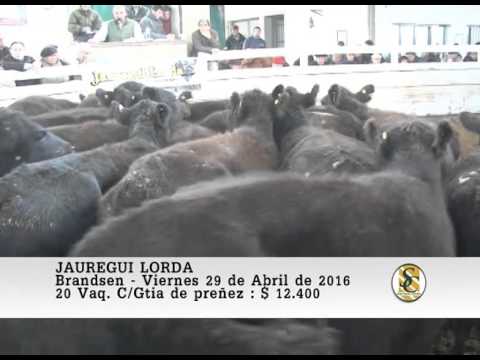 29-04-16 Venta de Vientres - Jauregui Lorda - Brandsen.