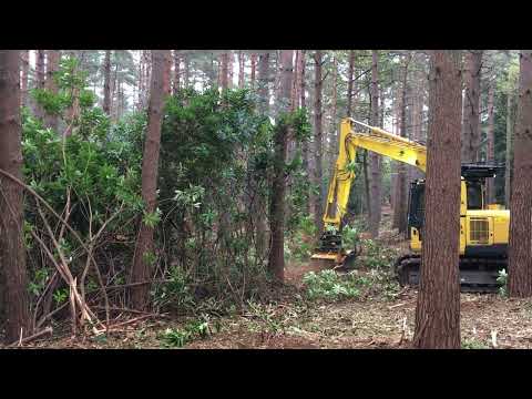 Rhododendron clearance