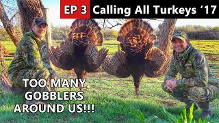 Too Many Gobblers Around Us! - Rio Grande Hunting - Calling All Turkeys