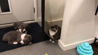 Great Dane puppies meet Molly the cat