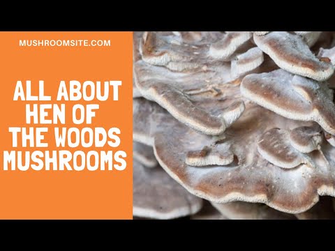 All About the Delicious Hen of the Woods Mushrooms