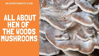 All About the Delicious Hen of the Woods Mushrooms