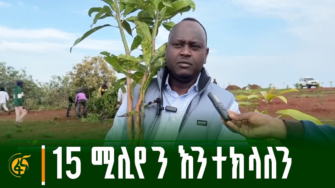 የቤንሻንጉል ጉሙዝ ክልል ርዕሰ መስተዳድር አሻድሊ ሃሰን የአንድ ጀምበር የችግኝ ተከ?