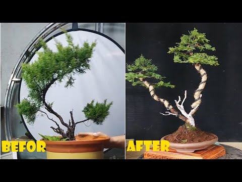 How to bend and prune great bonsai - A guide for beginners to bonsai #05