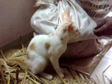 Nalani teacher's White Beautiful Cat named " TIMMY". - Recorded By Lahiru Madusanka