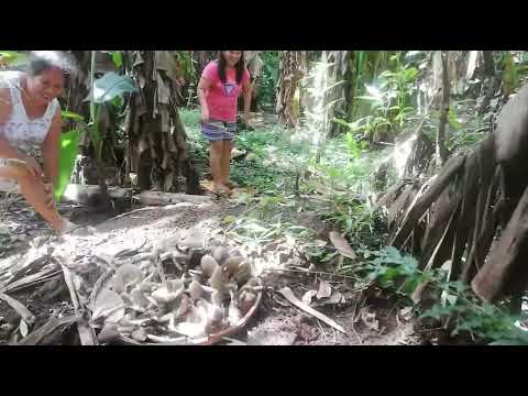 BUHAY PROBINSIYA: Pangunguha ng KABUTE