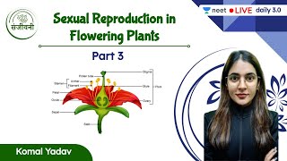 Sexual Reproduction in Flowering Plants  L3  NEET 