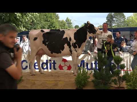 , title : '👉 Concours de vaches 🐄 race Prim'holstein'