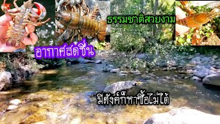 จับกุ้งเครฟิชในลำธารรอบ2🦞11/10/21
