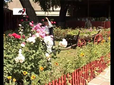 Gelu  Voicu - Spune , spune , mos  batran