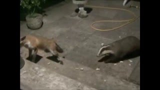 Badger Vs Fox