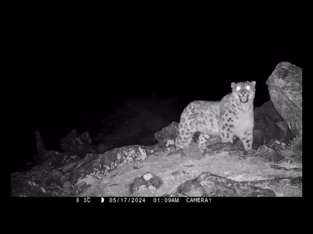 Редкие кадры снежного барса смогли добыть в Бурятии