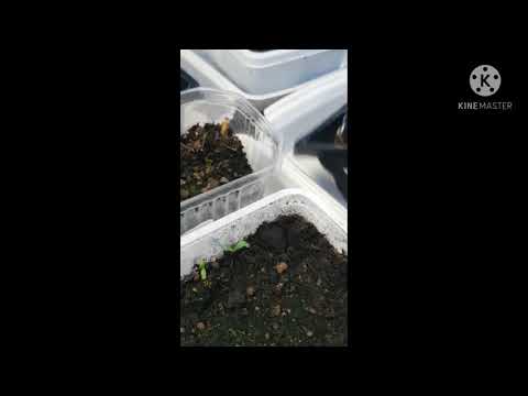 Kallsådd -status,  i Flora 21 april 2021