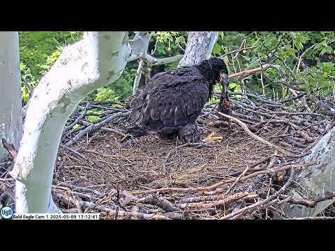 USS Bald Eagle Cam 1 on 5-9-25 @ 43 Day old Ocho tries the down the hatch Like mom maybe next time