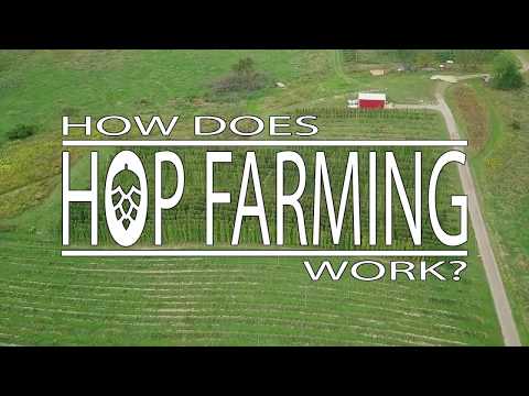 How Does Hop Farming Work?