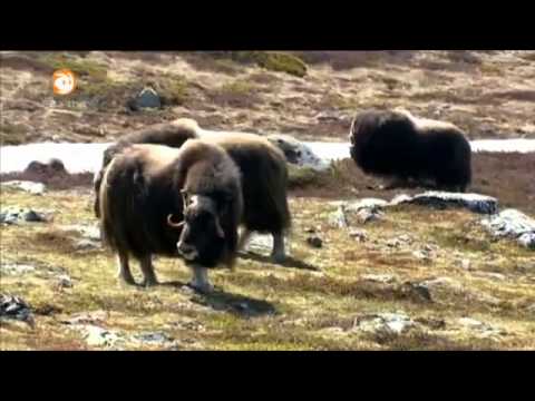 Löwenzahn - 234 Riechen - Dicke Luft im Kiosk