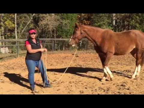 Lynn Brown Yo Yo game explained