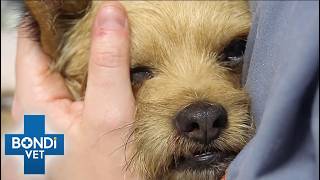 Most Courageous Pets | Bondi Vet Compilation