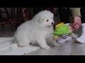 Samoyed dogs for sale: Beth - Video 1
