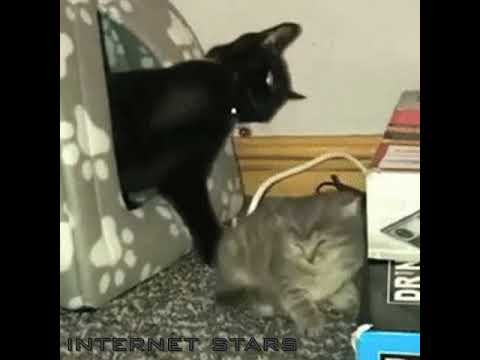 capoxxo - inebriated w/ pvscale