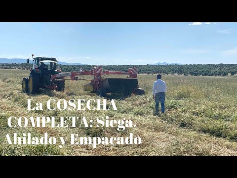 LA COSECHA COMPLETA: Siega, Ahilado y Empacado.