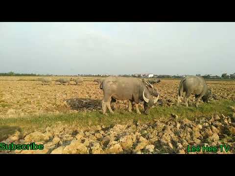 Tìm về chốn yên bình những miền quê thanh bình yên tĩnh mang lại cảm giác thư thái 🙏