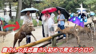 鹿さんの反応鹿🫎🌿さん初めて見るフクロウ💦☔️ NARA PARK DEER VLOG 🦌💖‼️