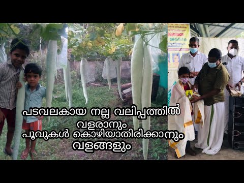 പടവലക്കായ വലുപ്പത്തിൽ വളരാനും പൂവുകൾ കൊഴിയാതിരിക്കാനും അതിന്റെ വളങ്ങളും [Uvais 4tech]