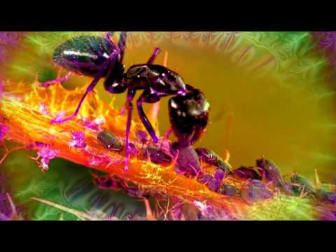 Entheogenic   Ground Luminosity