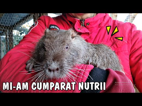Country Life - I bought giant water RATS! the strangest animals in our yard