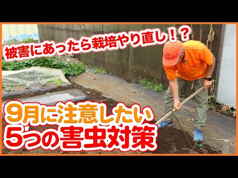 キャベツ虫に対する自然な治療法は何ですか?それらを永久に取り除き、収穫物を保存する4つの方法  庭園