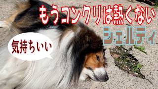 【シェルティ】もうコンクリは熱くない【フランス田舎暮らし🇫🇷】  #犬の散歩 #賢い犬 #犬のいる暮らし #シェルティ