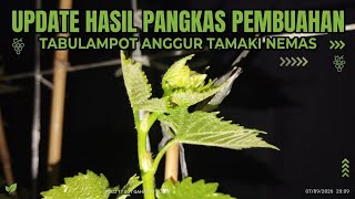 🔴 10 HSP || UPDATE HASIL PANGKAS PEMBUAHAN TABULAMPOT ANGGUR TAMAKI NEMAS‼️