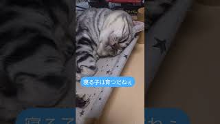 #猫#ねこ#cat#cute