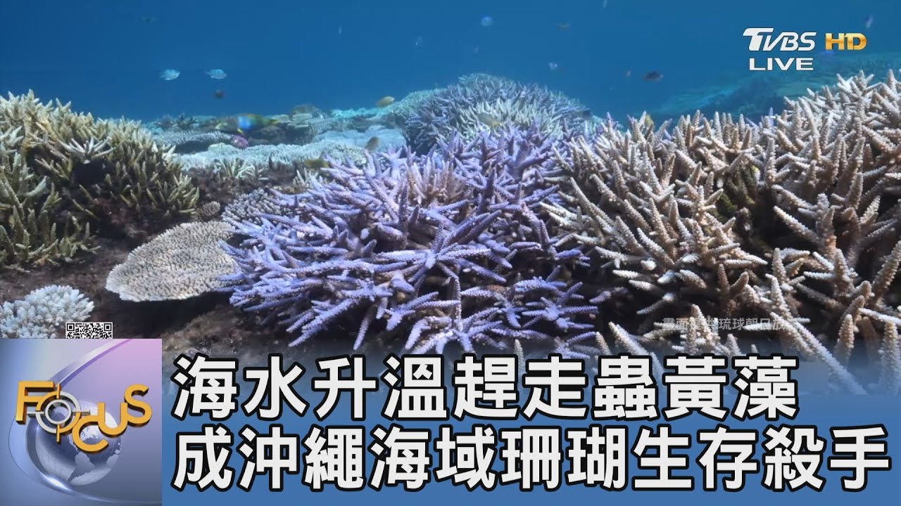 海水升溫趕走蟲黃藻 成沖繩海域珊瑚生存殺手