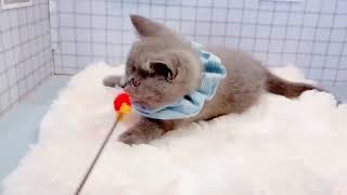 ブリティッシュショートヘアの動画01