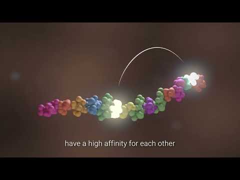 PROTÉINES - Chapitre 3 : Comment sont fabriquées les protéines ?